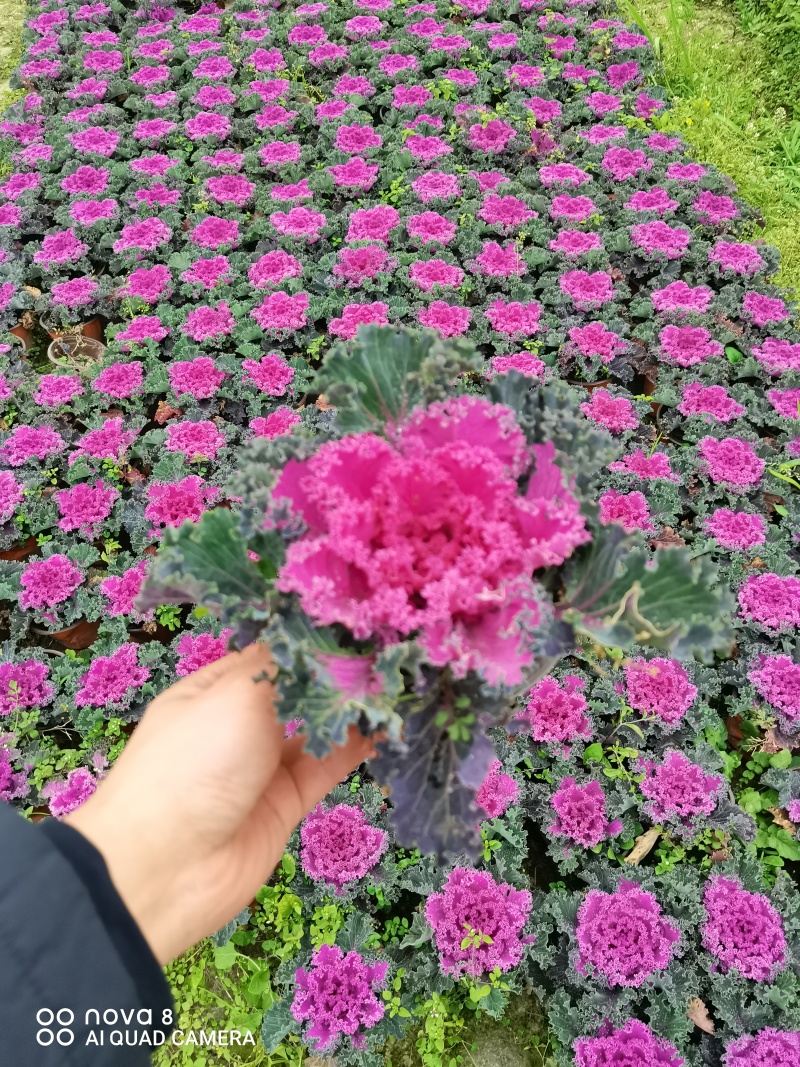羽衣甘蓝，双色盆，红色粉色，白色