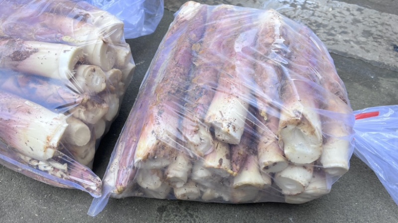 精品雷笋竹笋每日现挖现发产地直供货源质量保证