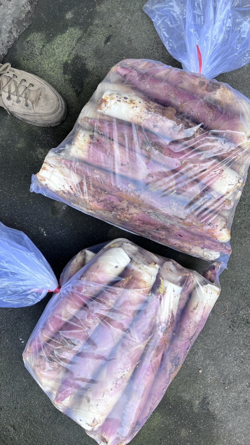 精品雷笋竹笋每日现挖现发产地直供货源质量保证