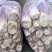 精品雷笋竹笋每日现挖现发产地直供货源质量保证