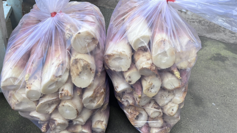 精品雷笋竹笋每日现挖现发产地直供货源质量保证