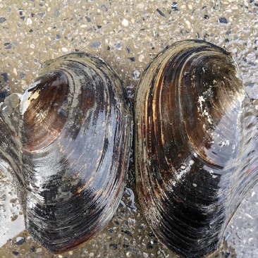 湖北水库河蚌白肉三角蚌圆蚌物美价优全国批发