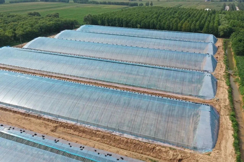 图中展示了农民正在进行圣女果育苗移栽,操作规范,植株间距合理 圣女果种植过程