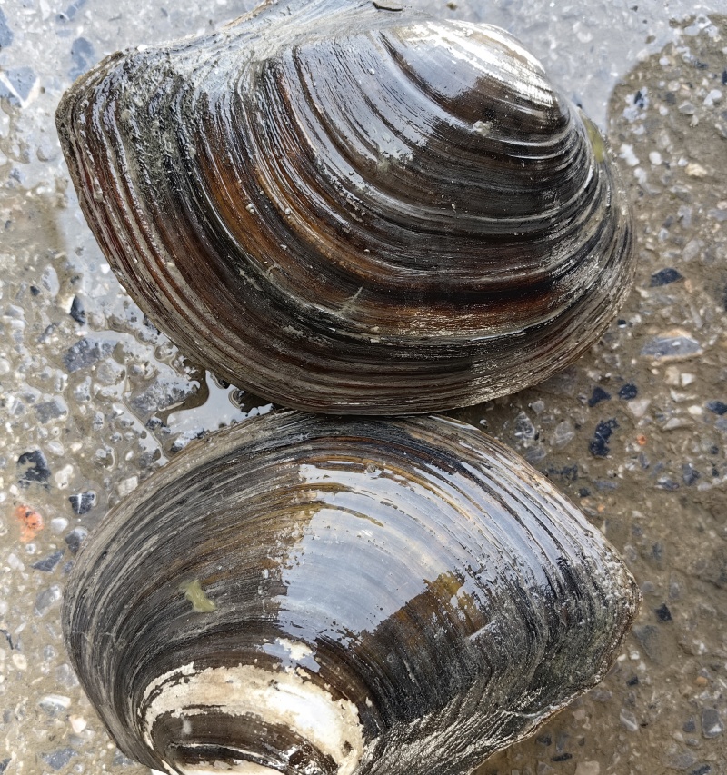 湖北水库河蚌白肉三角蚌圆蚌物美价优全国批发