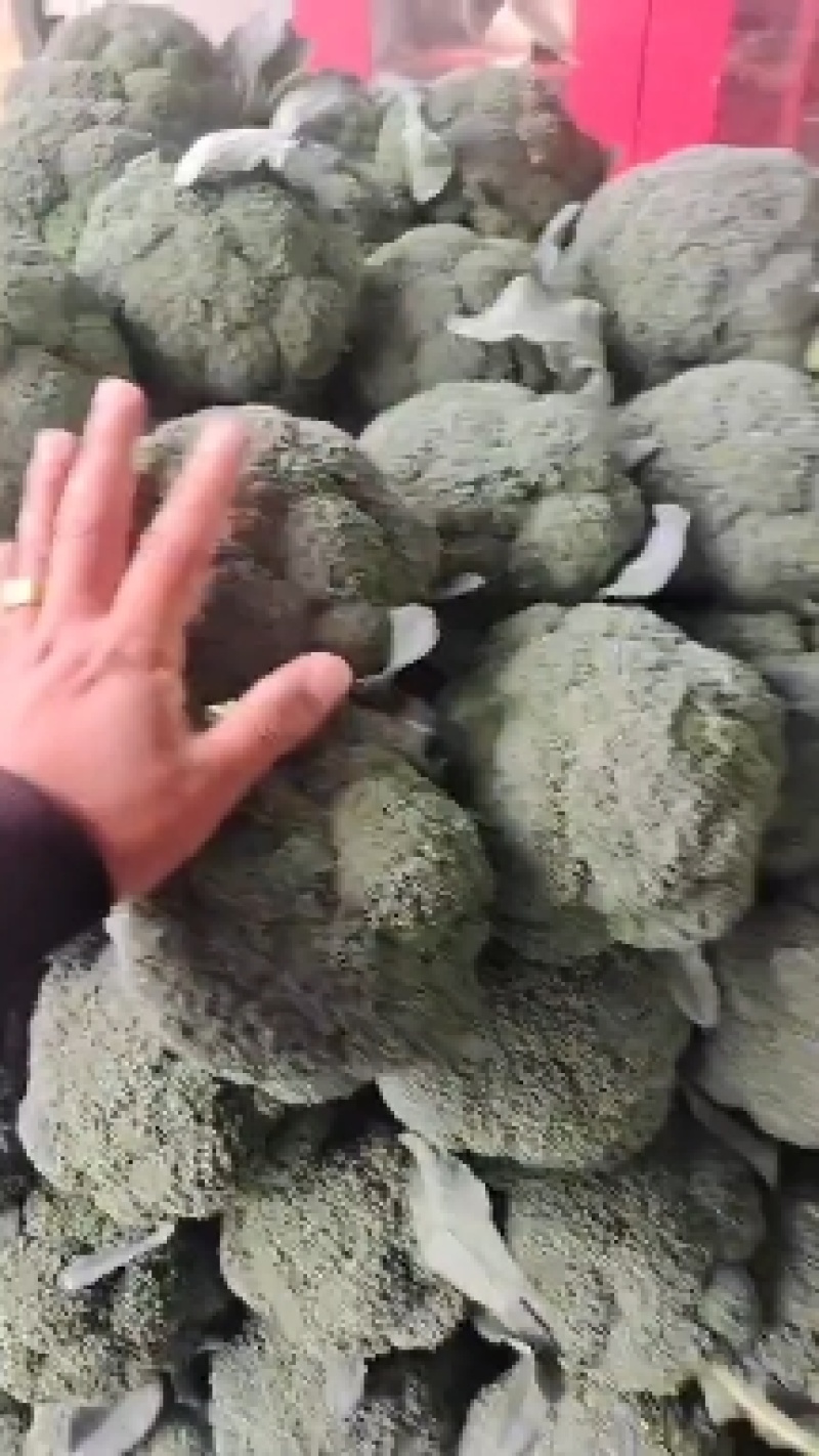 美青炎秀基地直供，冷库分拣颜色绿，球型好