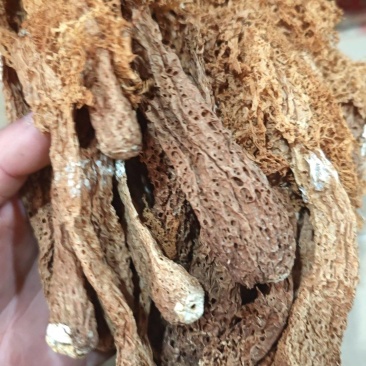 竹荪特价处理，跳楼价