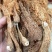 竹荪特价处理，跳楼价