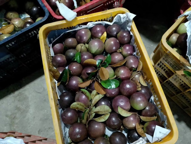牛奶果