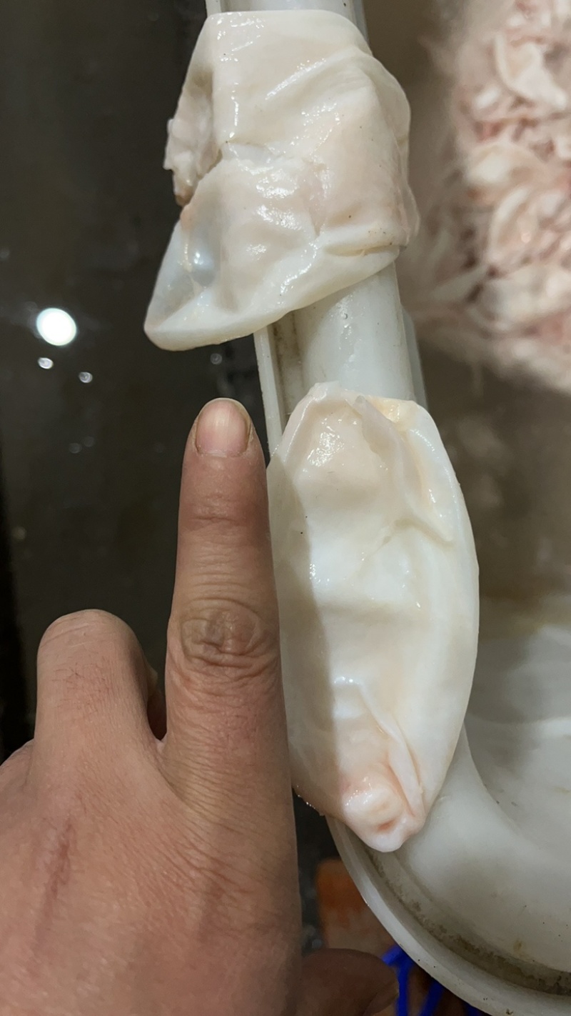 优质鱼泡鸡蛋胶大量上市诚信经营品质保证一手货源欢迎来电