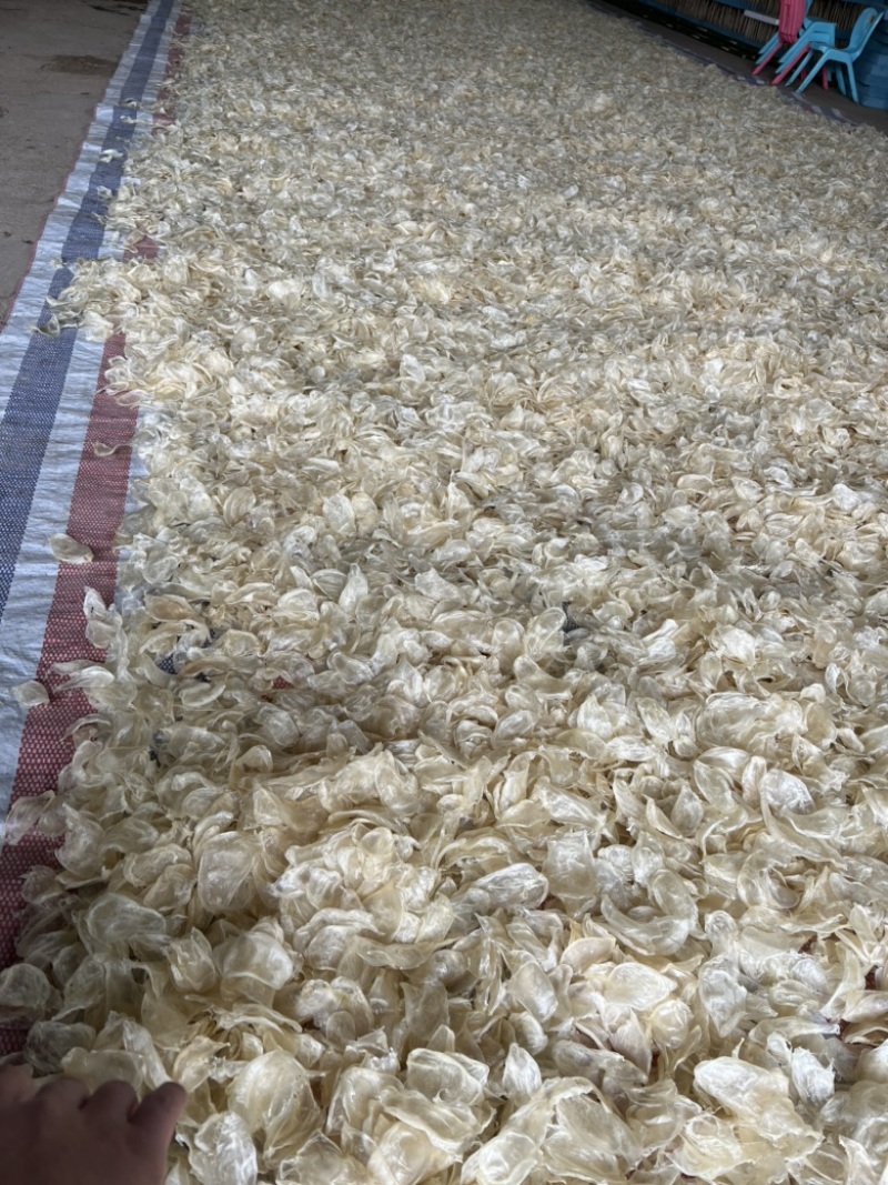 优质鱼泡鸡蛋胶大量上市诚信经营品质保证一手货源欢迎来电
