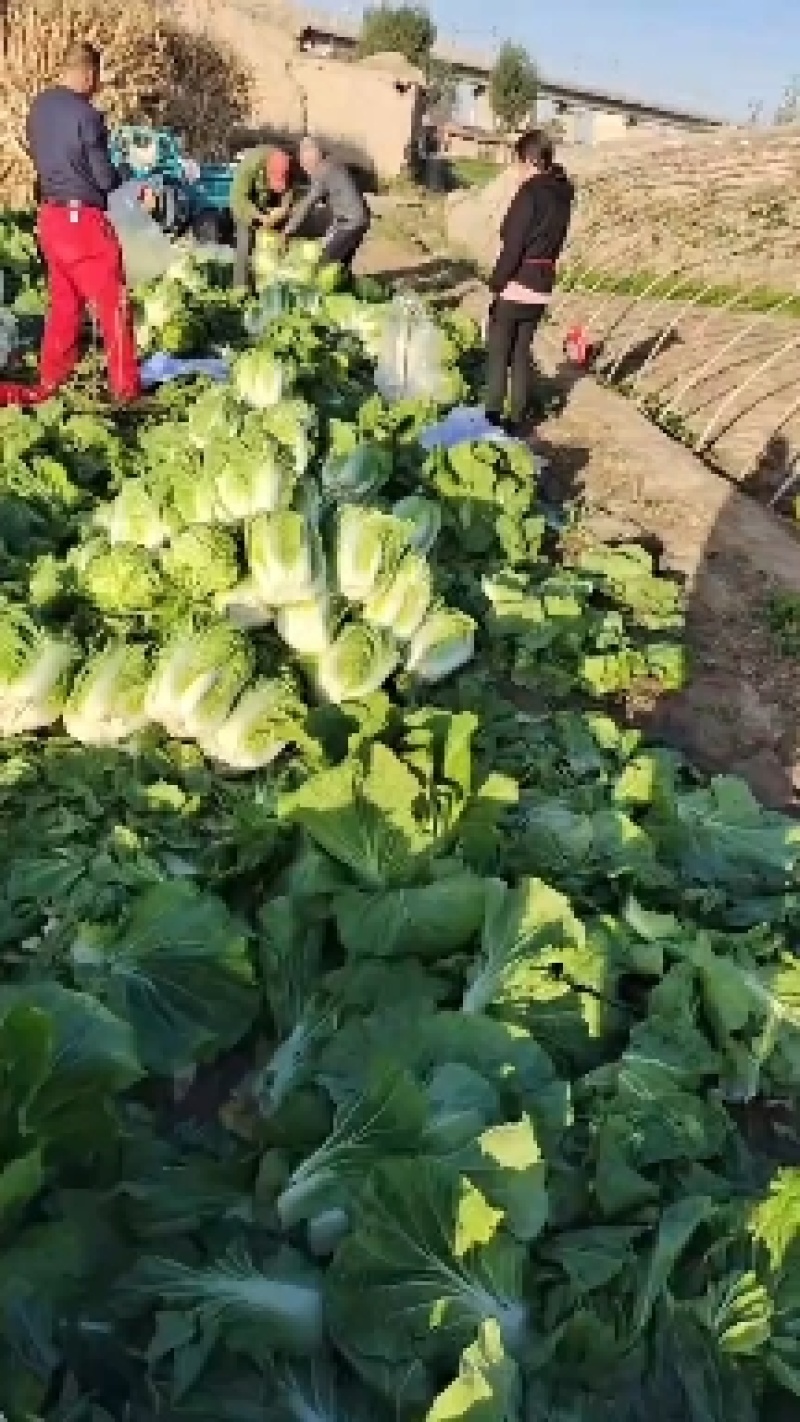 甘肃张掖夏季大白菜娃娃菜，大量上市基地直发质量有保