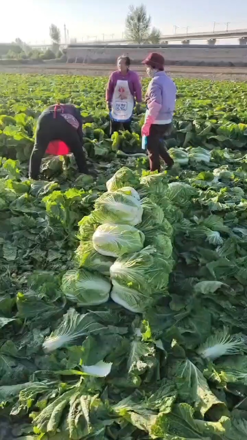 甘肃张掖夏季大白菜娃娃菜，大量上市基地直发质量有保