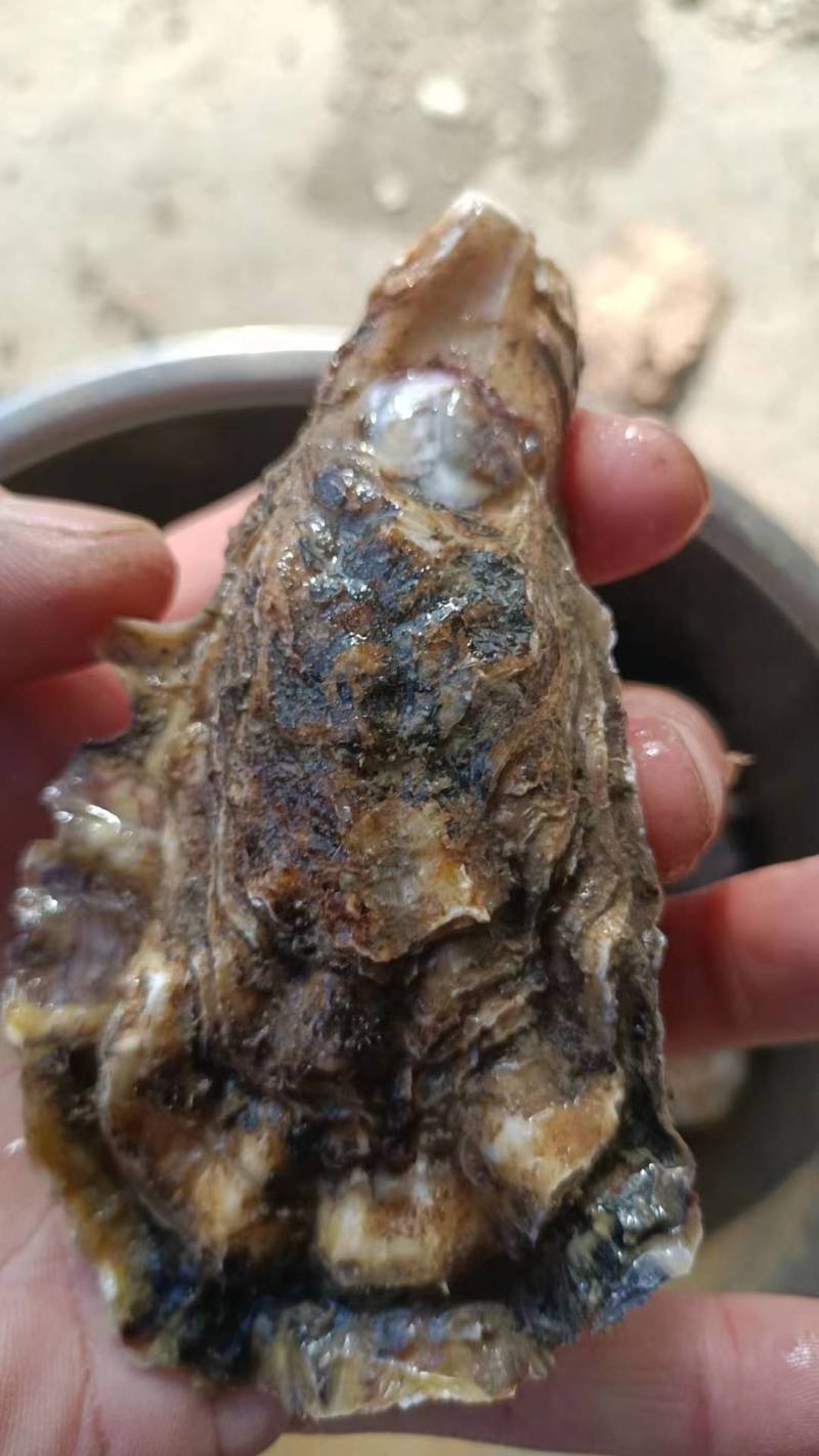 大家好，我给大家介绍一下产品生蚝，各种规格的生蚝大量有货