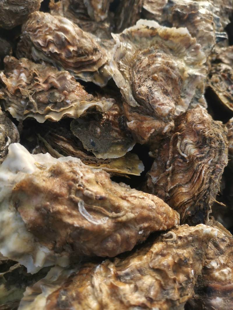 大家好，我给大家介绍一下产品生蚝，各种规格的生蚝大量有货