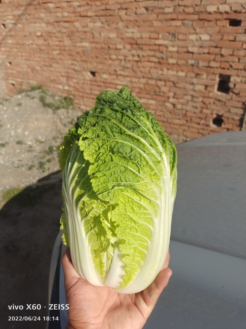 甘肃张掖夏季大白菜娃娃菜，大量上市基地直发质量有保