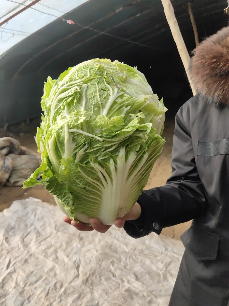 甘肃张掖夏季大白菜娃娃菜，大量上市基地直发质量有保