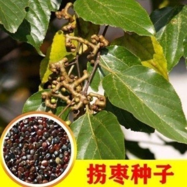 拐枣种子万寿果种籽万子梨鸡爪连金钩梨拐枣儿鸡爪子龙爪果树