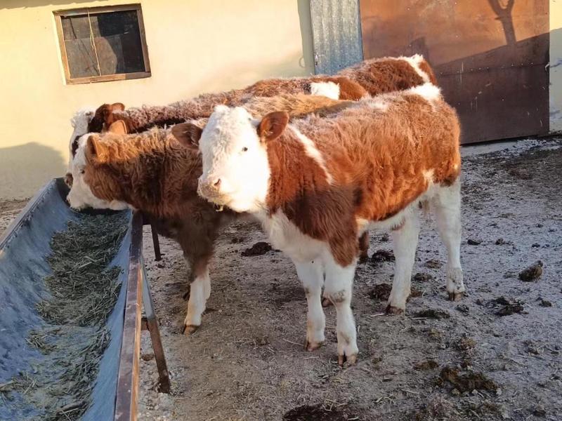 常年代办内蒙古各种规格牛西门塔尔牛母牛牛犊欢迎咨询