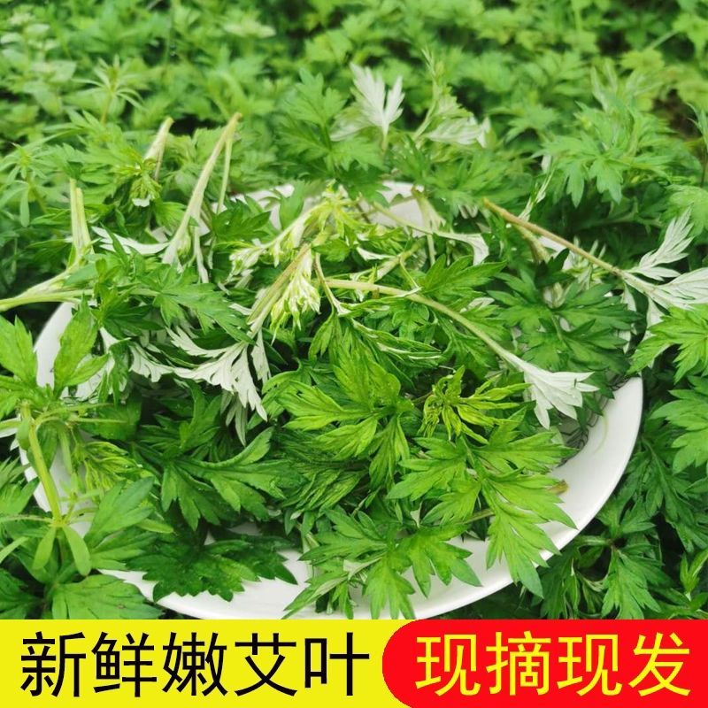 【广东梅州原产地热卖】新鲜艾草可食用艾叶艾草新鲜现摘现发