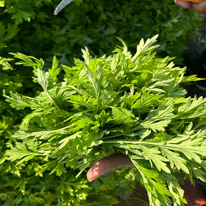【广东梅州原产地热卖】新鲜艾草可食用艾叶艾草新鲜现摘现发
