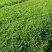 【广东梅州原产地热卖】新鲜艾草可食用艾叶艾草新鲜现摘现发