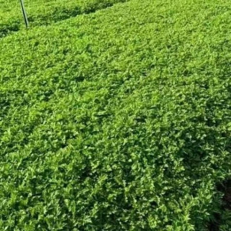 【广东梅州原产地热卖】新鲜艾草可食用艾叶艾草新鲜现摘现发