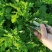 【广东梅州原产地热卖】新鲜艾草可食用艾叶艾草新鲜现摘现发