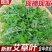 【广东梅州原产地热卖】新鲜艾草可食用艾叶艾草新鲜现摘现发