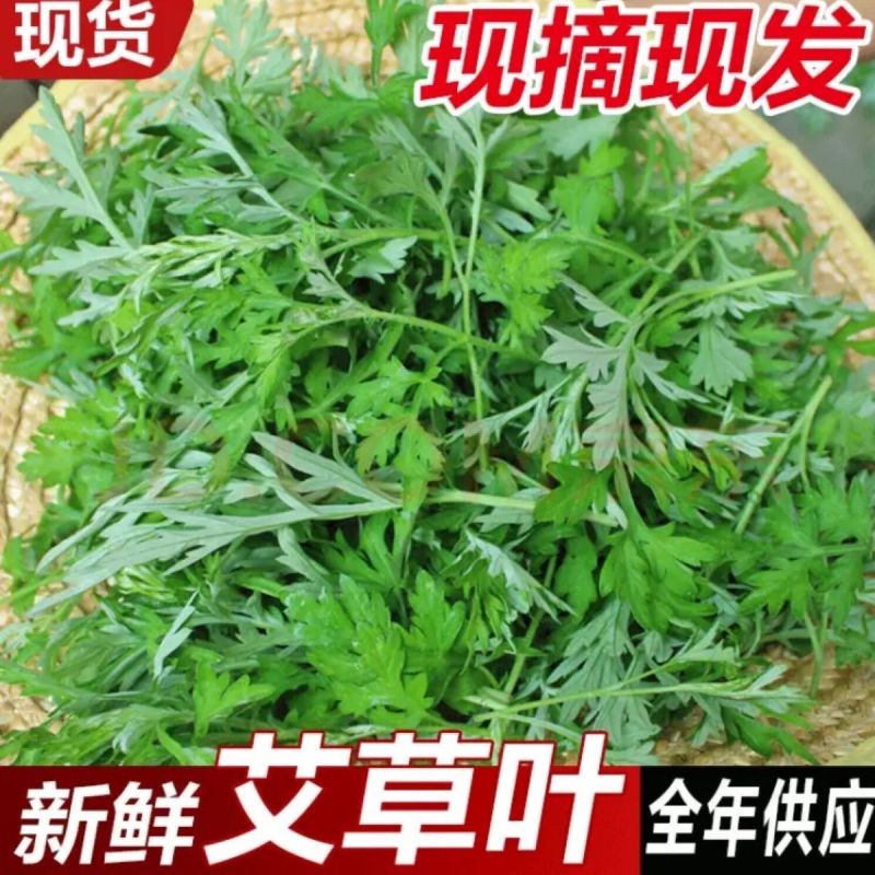 【广东梅州原产地热卖】新鲜艾草可食用艾叶艾草新鲜现摘现发