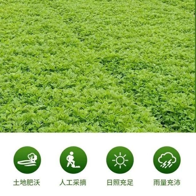 自家人种植，新鲜艾叶，鲜嫩上市。欢迎大家前来大量批发采购
