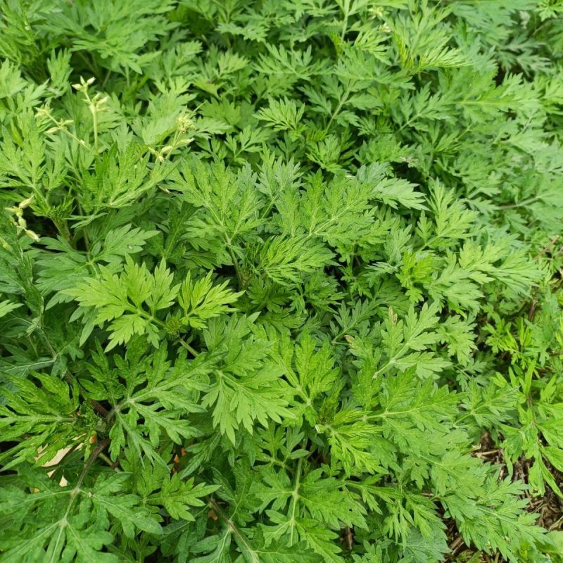 自家人种植，新鲜艾叶，鲜嫩上市。欢迎大家前来大量批发采购