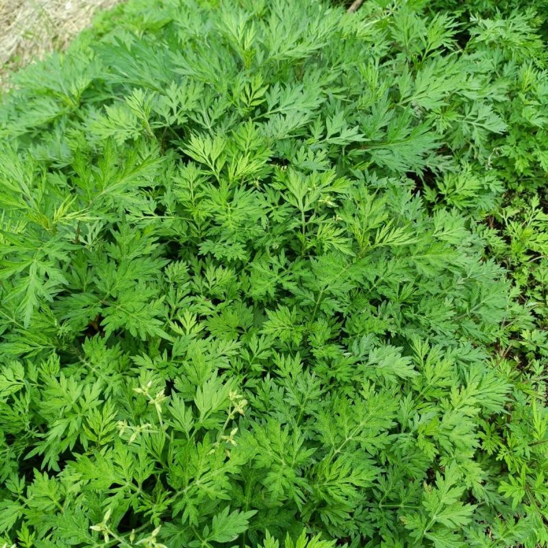 自家人种植，新鲜艾叶，鲜嫩上市。欢迎大家前来大量批发采购