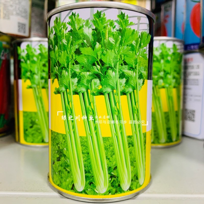 璐通芹菜种子津脆实芹二号芹菜种籽黄心芹种子粗纤维少实心芹