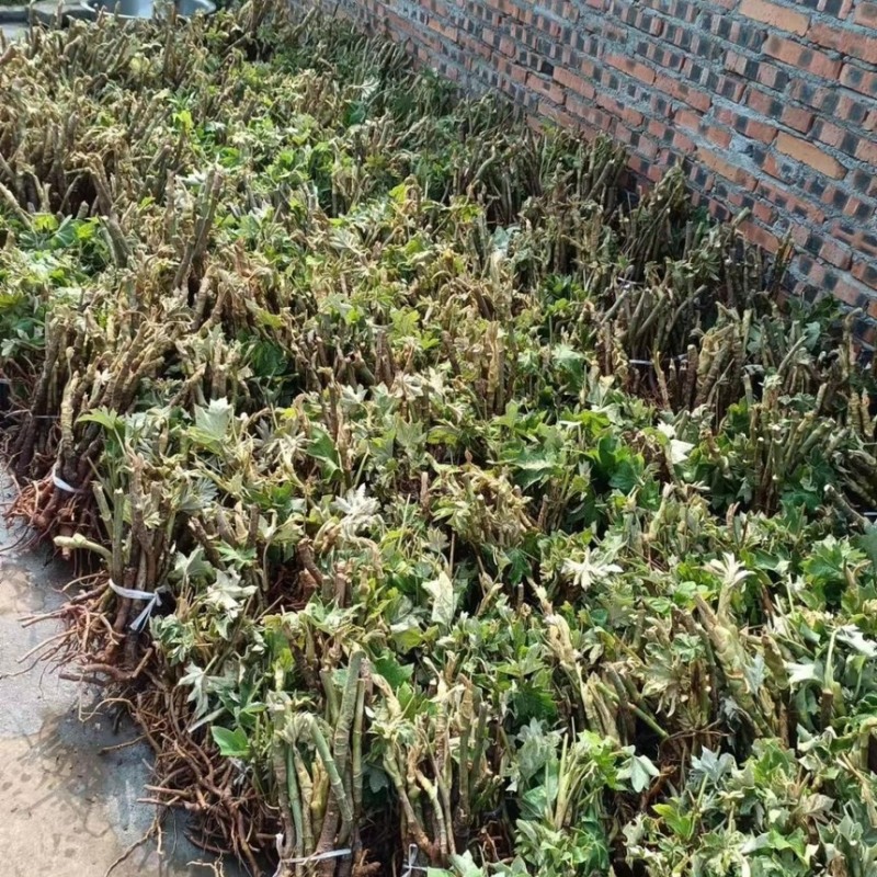 通草苗四川大通草符合药垫标准带苗发货