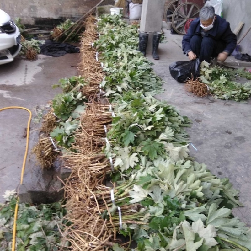 通草苗四川大通草符合药垫标准带苗发货