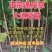 通草苗四川大通草符合药垫标准带苗发货