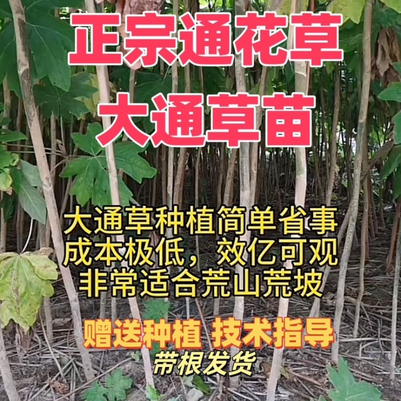 通草苗四川大通草符合药垫标准带苗发货