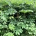通草苗四川大通草符合药垫标准带苗发货