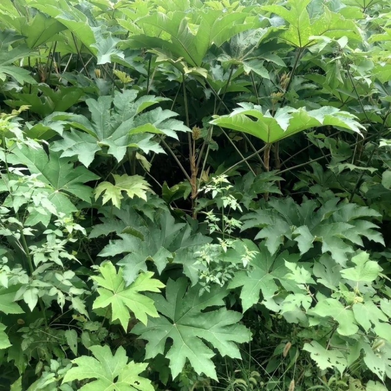 通草苗四川大通草符合药垫标准带苗发货