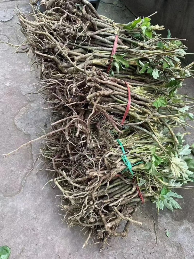 通草苗四川大通草符合药垫标准带苗发货