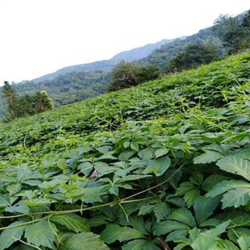 平利县绞股蓝五叶甘味七叶微苦味龙须茶一手货源包邮