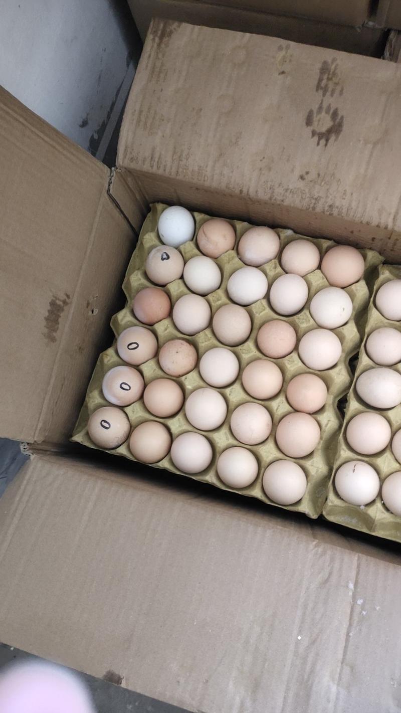 安徽毛蛋，实蛋，批发品质有保证量大从优，欢迎来电，，，，