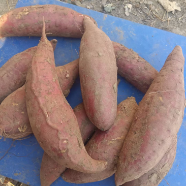 西瓜红红薯，条形好，西瓜红，南阳西瓜红红薯