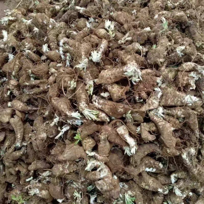 玄参种芽，优质改良玄参芽