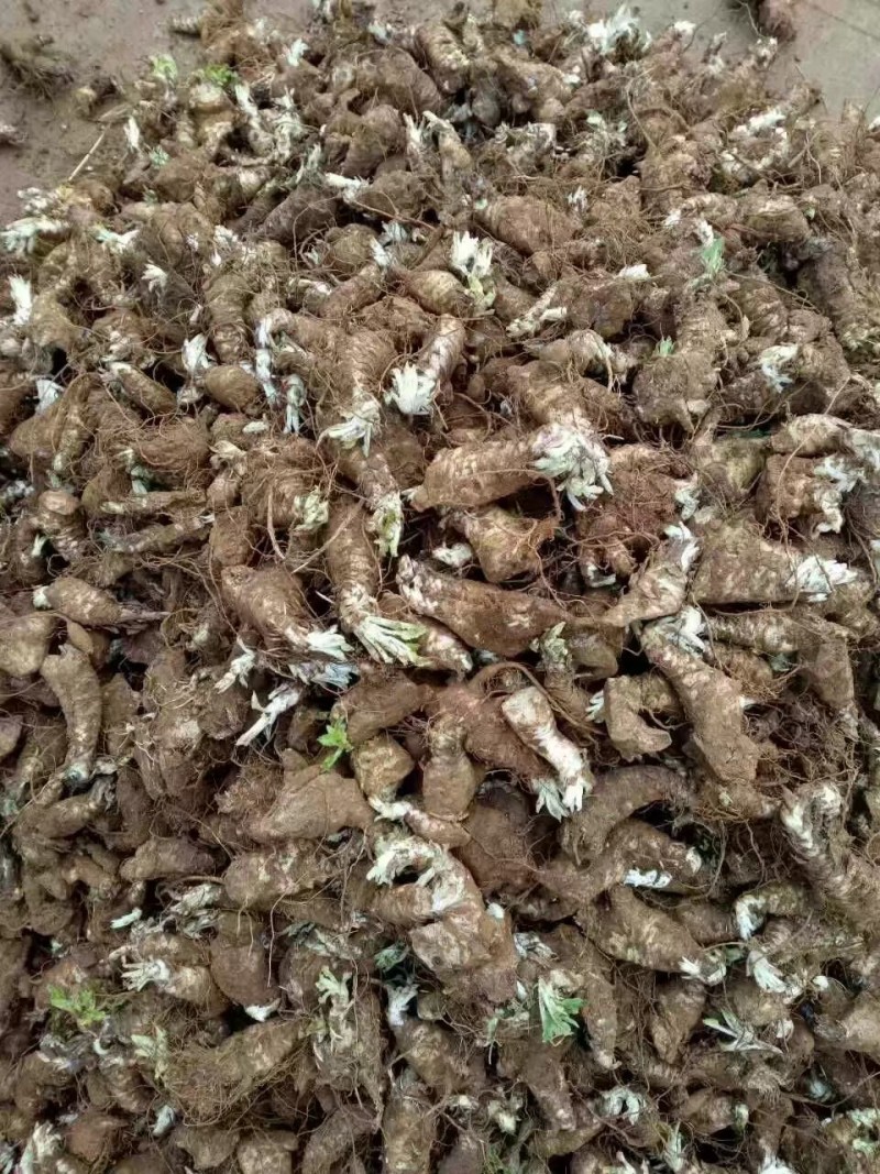 玄参种芽，优质改良玄参芽