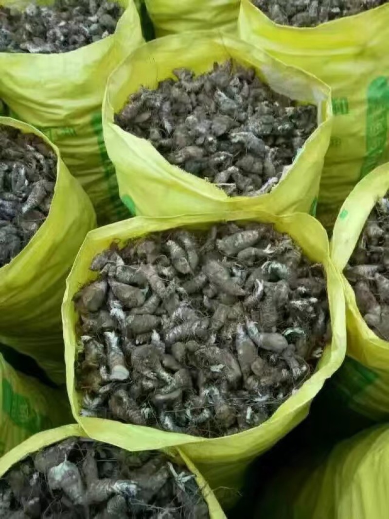 玄参种芽，优质改良玄参芽