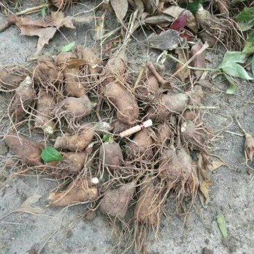 白术种芽，优质改良白术种芽