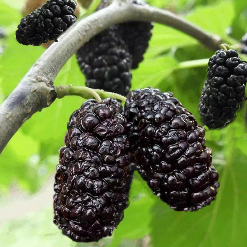 黑桑葚干新疆吐鲁番大颗无沙免洗泡茶料头茬无碎干果包邮批发
