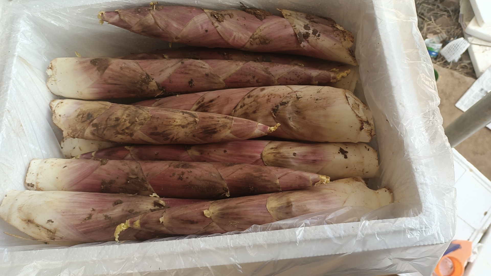 速冻泡椒竹笋丝成品展示