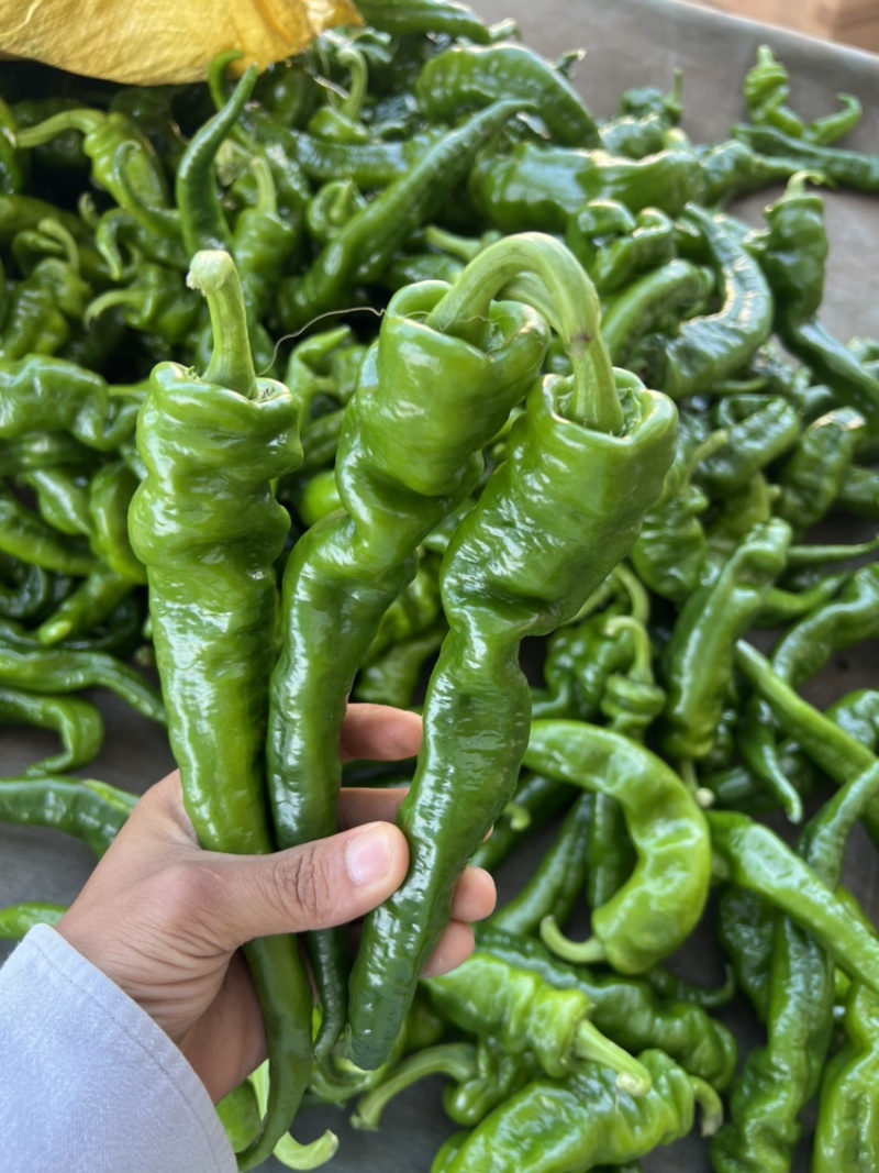 鲜辣椒，中陇椒，螺丝椒，品质保证，欢迎采购